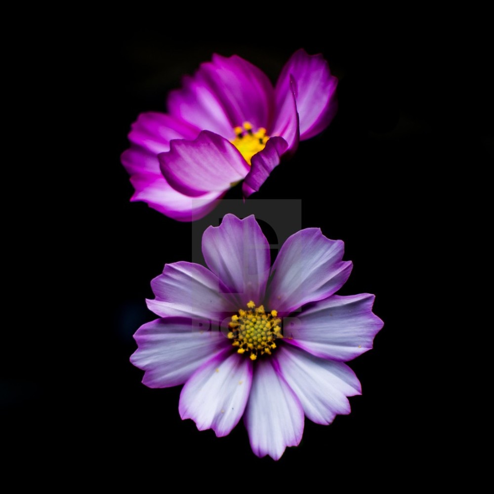 Meet your Posher, Christy